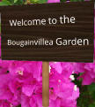 Welcome to the Bougainvillea Garden