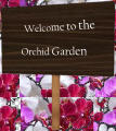 Welcome to the Orchid Garden